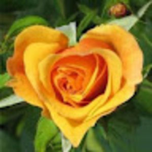 Meet your Posher, Rivy